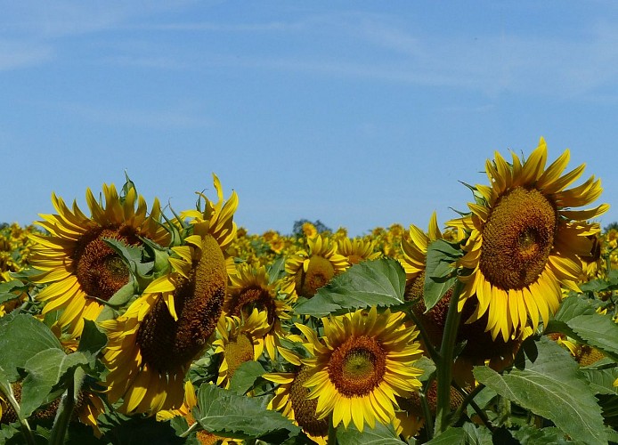 Photos JL 07-2019 (1)