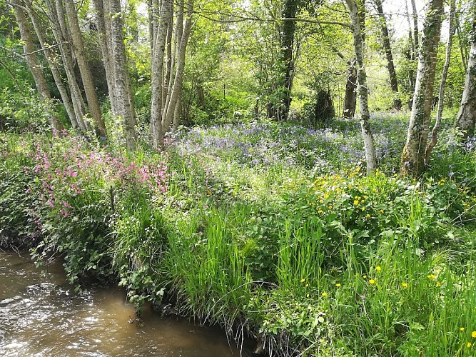 Ruisseau du Chamberet au printemps