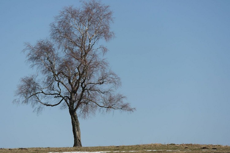 L ' arbre au ciel blue