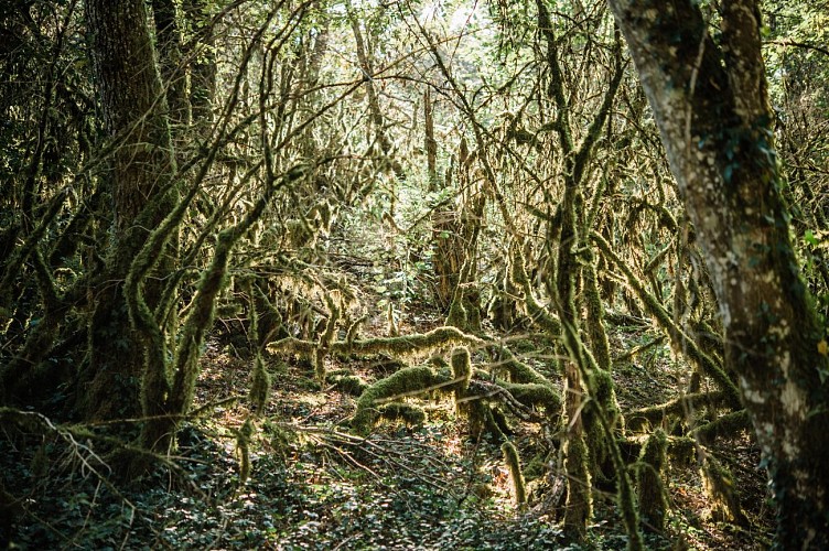 Balade familiale au cœur de l’Espace Naturel Sensible de la Save : de Roche-Plage au Lac de Save_Morestel
