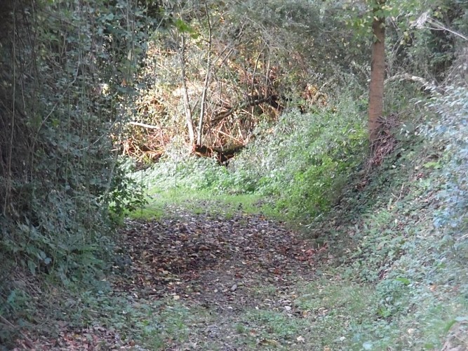 A-travers-les-haras-du-Pays-d-Auge--2-