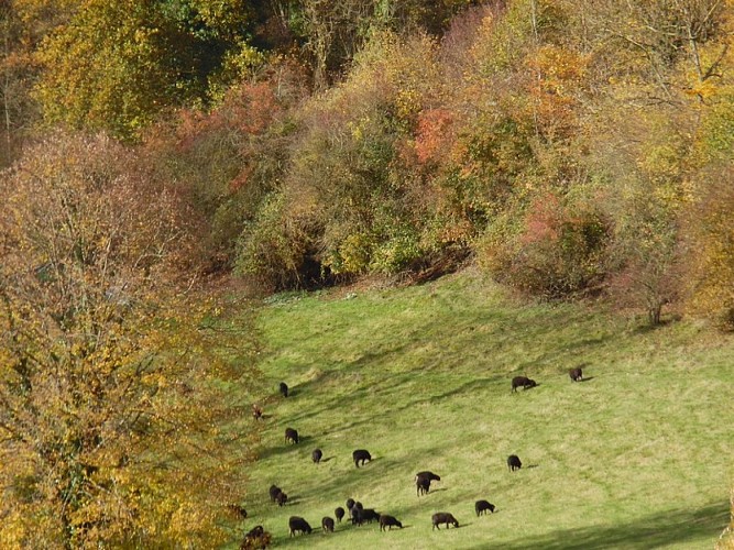 Circuit-des-forges-Mezieres-Le-Mesnil-Germain