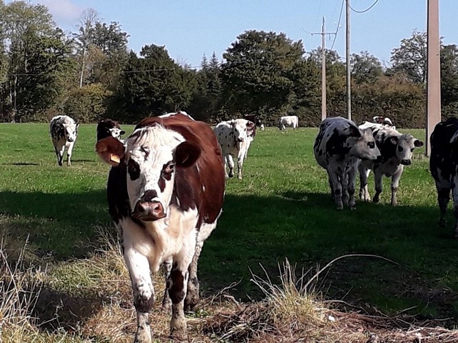 La-fontaine-du-vent-Le-Mesnil-Durand--1-