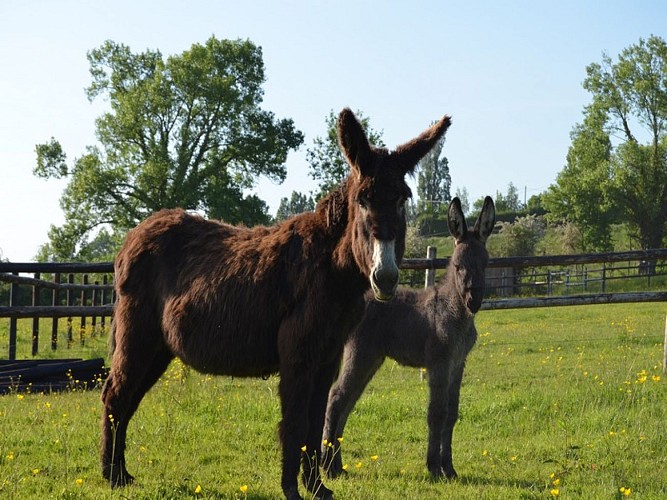 Le paradis des ânes - Hiéville
