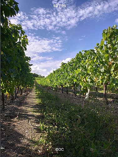 Circuit du Bain des Dames | Châteauneuf-sur-Charente