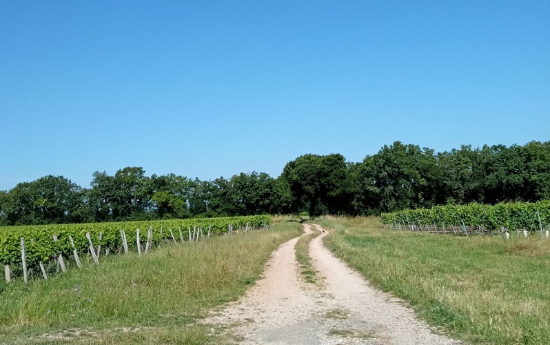 Circuit du Bain des Dames | Châteauneuf-sur-Charente