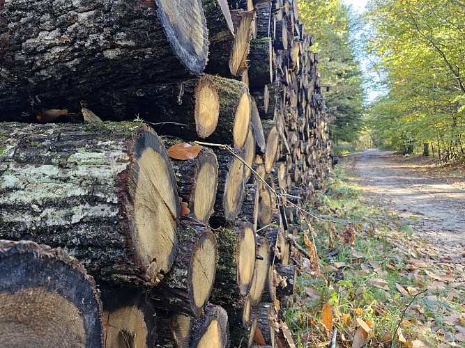 Sentiers - Circuit du bourg - Lamongerie © JL (42)