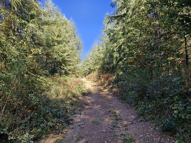 Sentiers - Circuit du bourg - Lamongerie © JL (26)