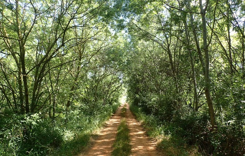 Randonnée Autour du marais du Cougourlier