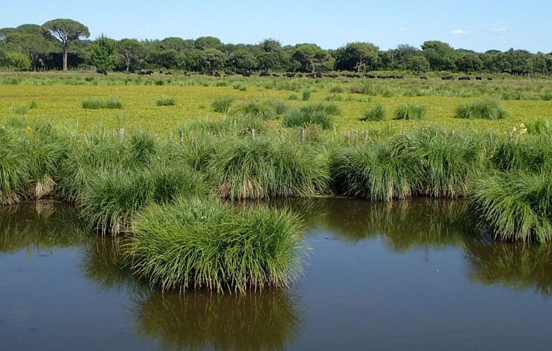 Randonnée Autour du marais du Cougourlier