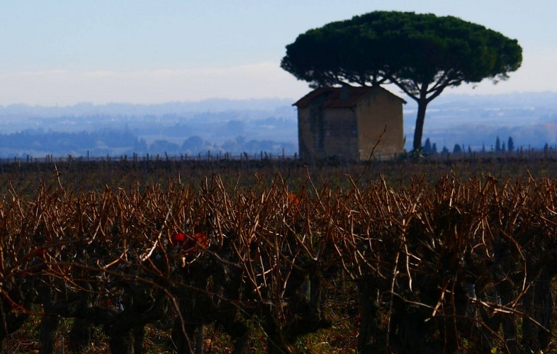 Boucle cyclo-découverte Entre Vignes et Rizières