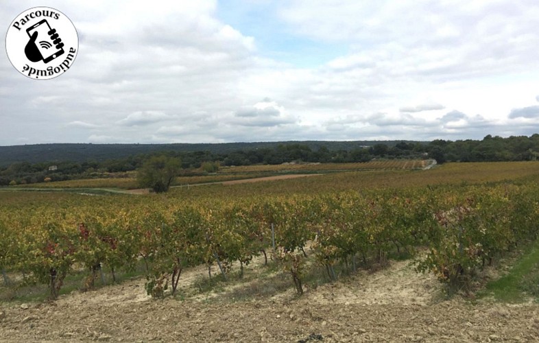 Boucle cyclo-découverte de la Garrigue