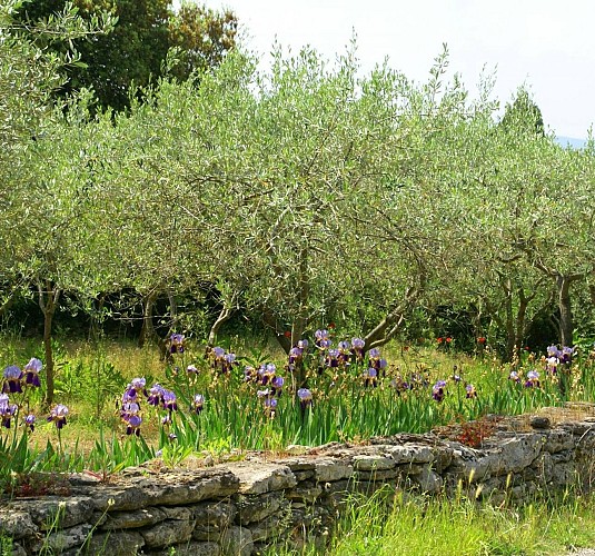 Boucle cyclo-découverte des Olivettes