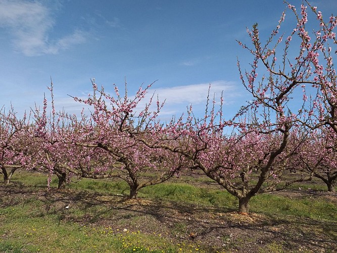 Randonnée D’un canal à l’autre en AOC Costières