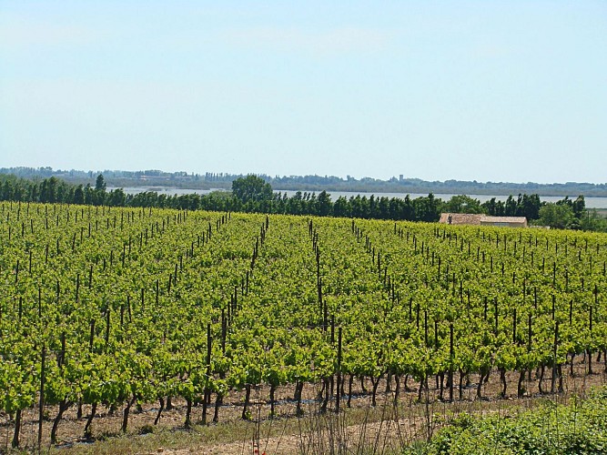 Parcours VTT Entre Vignobles des Costières et Étangs de Camargue