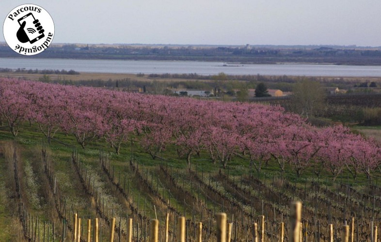 Boucle cyclo-découverte La Boucle des Costières