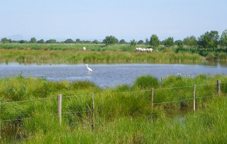 Parcours VTT Terre de Camargue