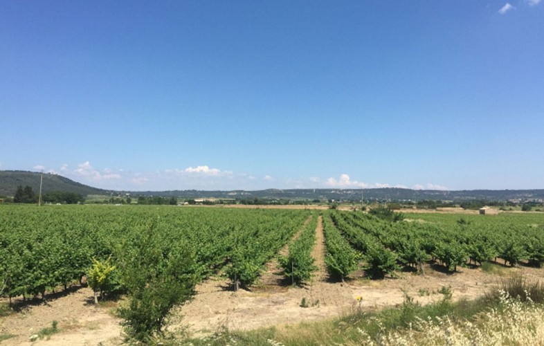 Voie Verte de la Vaunage