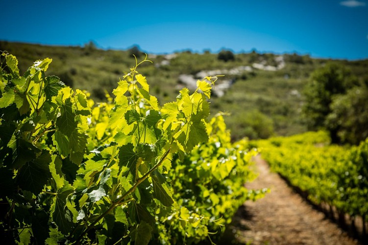Sentier découverte vignes, vins et patrimoine_Bourdic