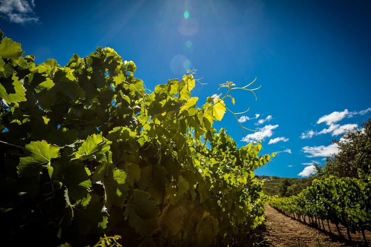 Sentier découverte vignes, vins et patrimoine_Bourdic