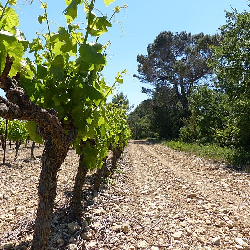 Sentier découverte vignes, vins et patrimoine_Bourdic