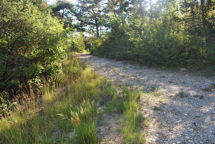 Balade Oppidum de Nages