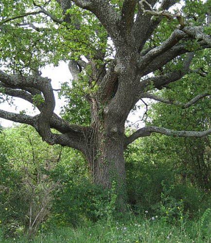 Sentier des arbres -Boucle Nord_Vallabrix