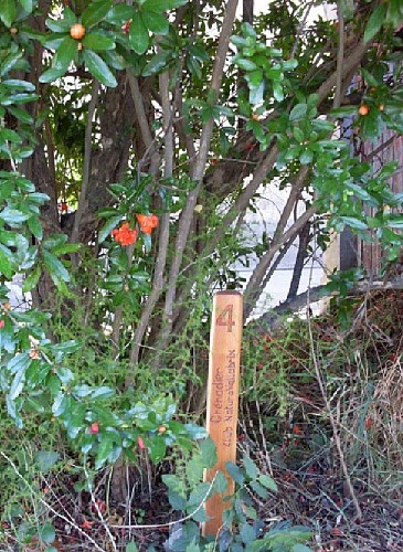 Sentier des arbres -Boucle Nord_Vallabrix