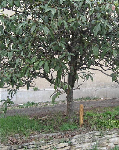 Sentier des arbres -Boucle Nord_Vallabrix