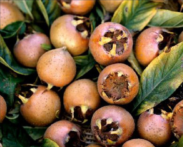 Sentier des arbres -Boucle Nord_Vallabrix