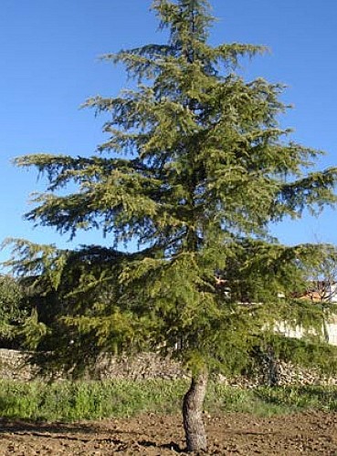 Sentier des arbres -Boucle Nord_Vallabrix