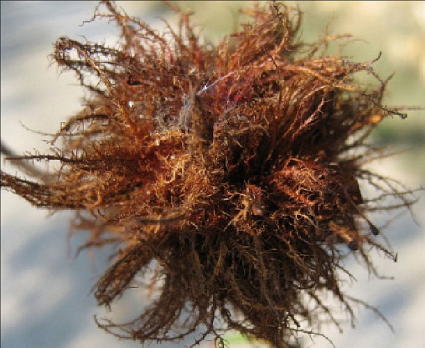 Sentier des arbres -Boucle Nord_Vallabrix