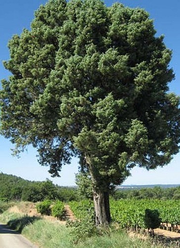 Baumkronenpfad -Südschleife