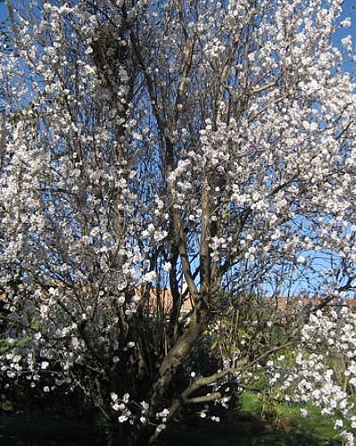 Baumkronenpfad -Südschleife
