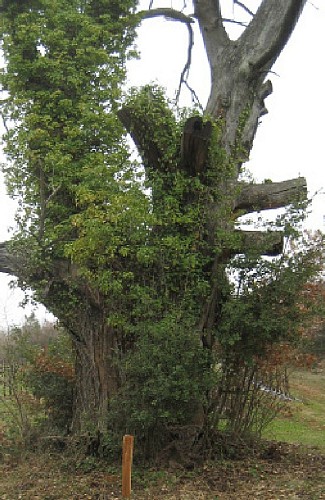 Baumkronenpfad -Südschleife