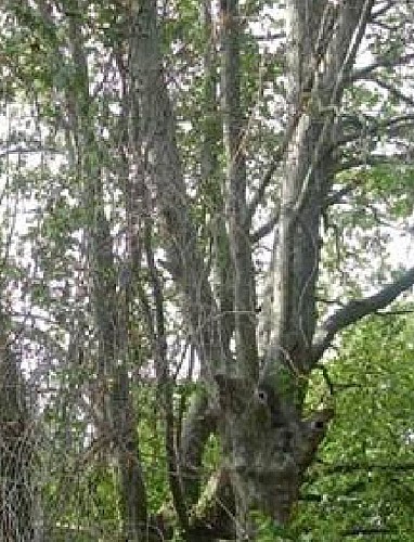 Baumkronenpfad -Südschleife