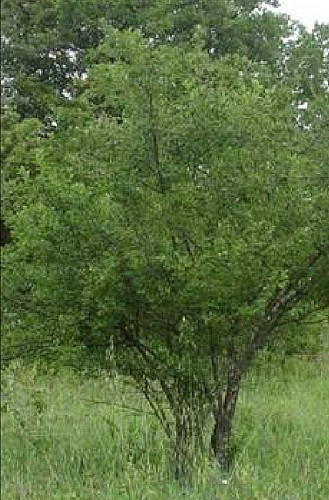 Tree trail - South loop