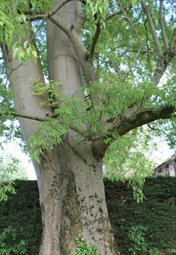 Tree trail - South loop