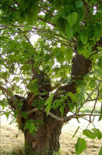 Tree trail - South loop