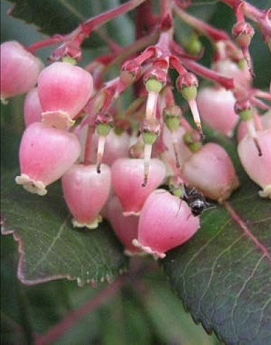 Tree trail - North loop_Vallabrix