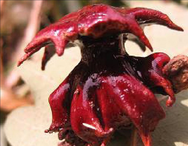 Tree trail - North loop_Vallabrix