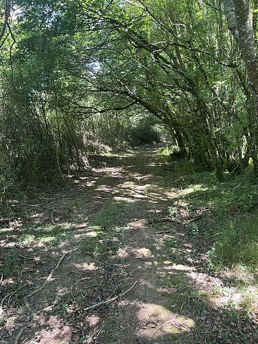 Le Sentier en forêt