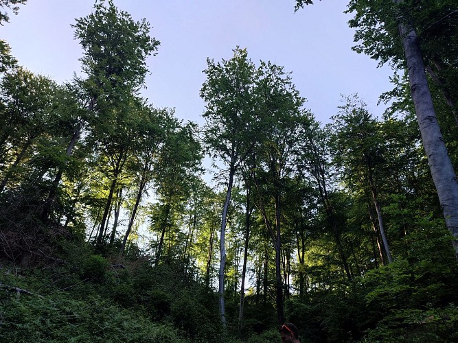 Mont Collet 1 - Alison Colombel