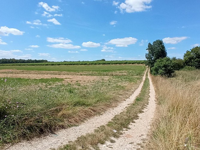 Circuit | Chemins en fins bois | Sigogne_Sigogne