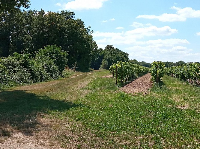 Circuit | Chemins en fins bois | Sigogne_Sigogne