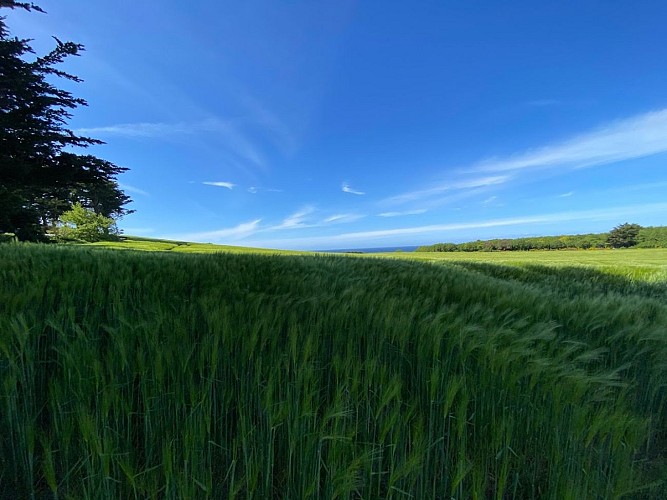 Des landes du cap Fréhel aux deux pointes