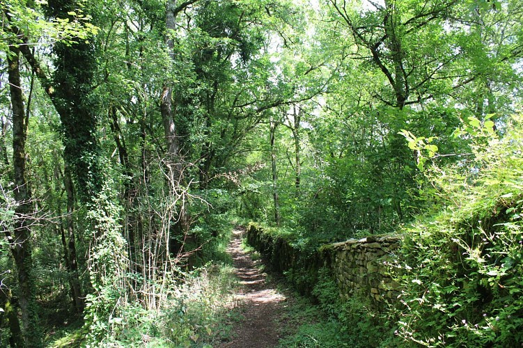 Trail n°6 : Circuit de St-Amans