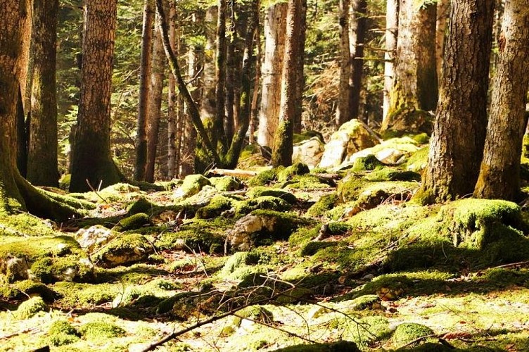 Le Sapin Bellier - Malaterre