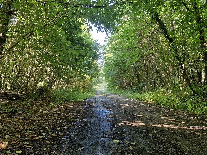 Foret du Bessaud © JL OT TDC