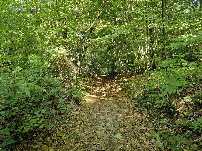 Forêt de Montard - P'tit tour montard - Masseret-Lamongerie © JL OT TDC